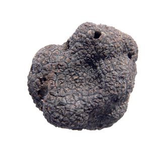 Arôme champignon note truffe noire TN10