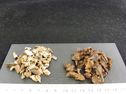 Boletus Luteus 6-9 HT