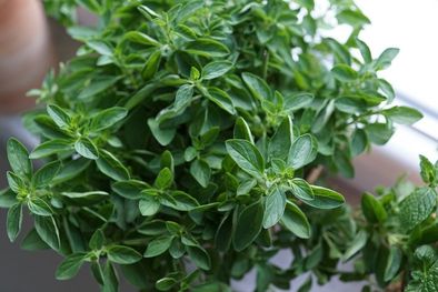 Oregano flavour