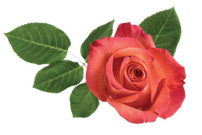 Arôme naturel de rose