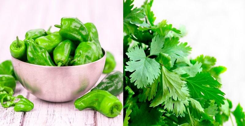 Coriander and jalapeno hot pepper seasoning