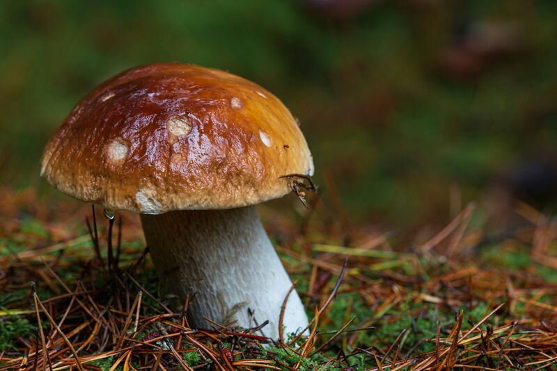 Arôme champignon forestier (naturel)