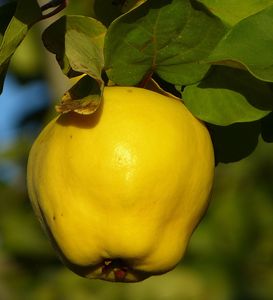 Quince flavour 