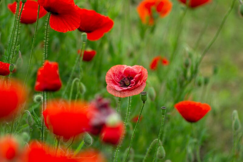 Poppy flavour