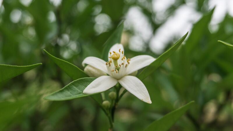 Arôme fleur d'oranger (naturel)