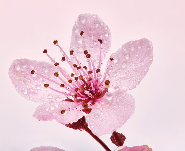 Cherry blossom flavour - Sakura