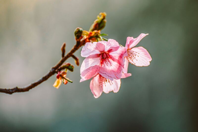 Cherry blossom flavour - Sakura