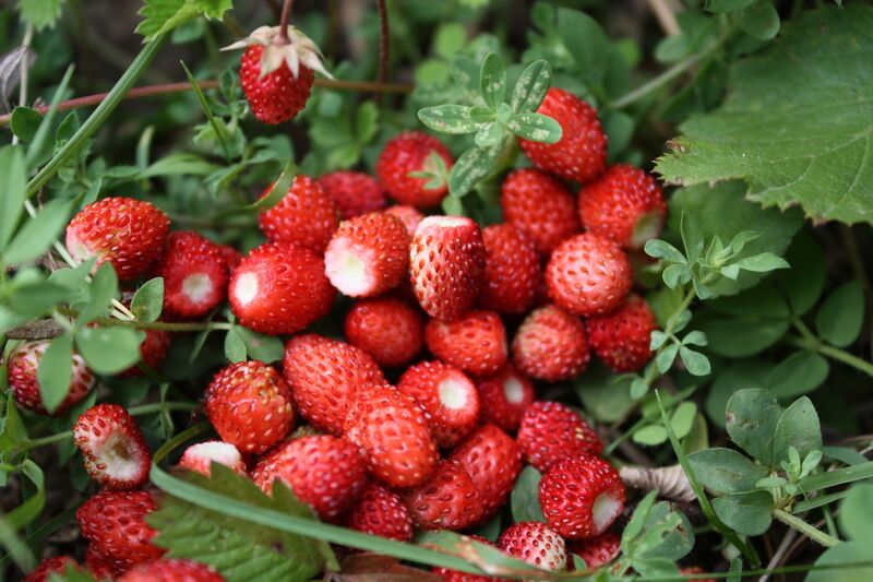 Arôme fraise des bois (naturel)