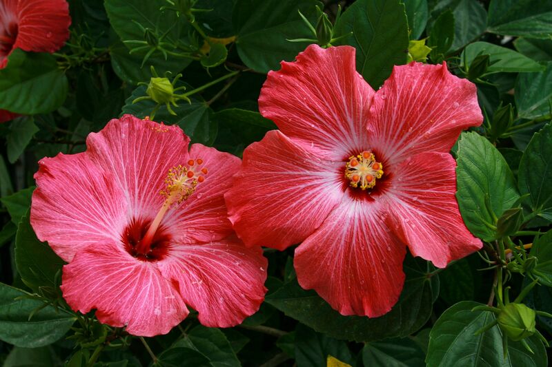 Arôme hibiscus (naturel)