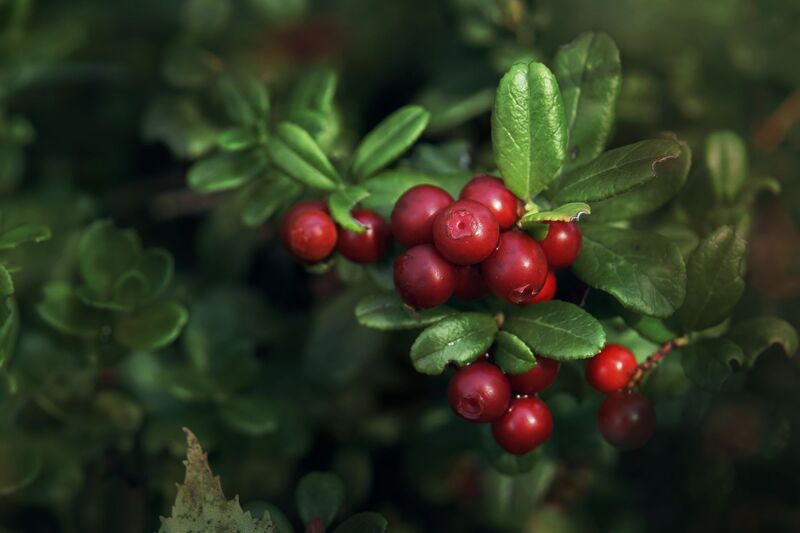 CRANBERRY FLAVOUR NA