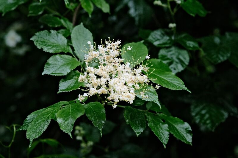 Natural elderflower flavour + E330
