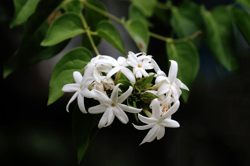 Arôme naturel de jasmin
