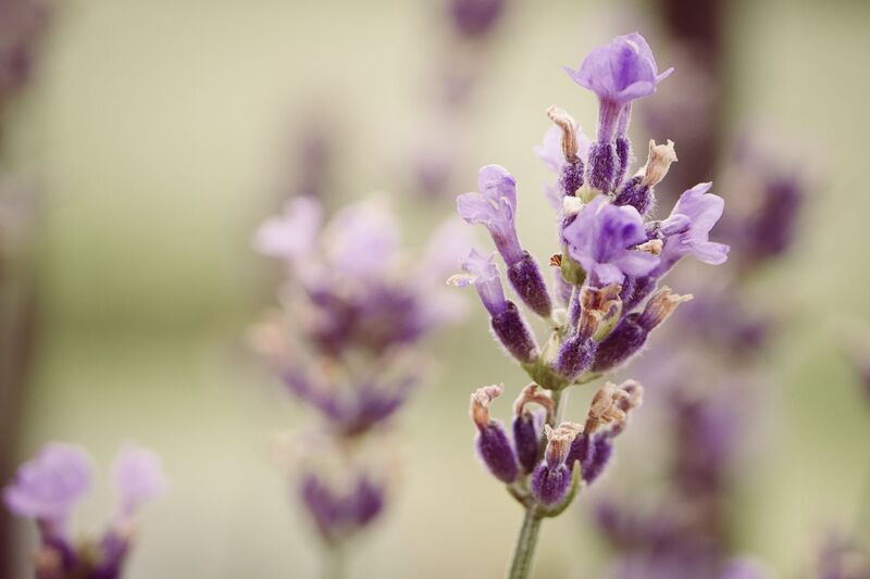 LAVENDER FLAVOUR NA