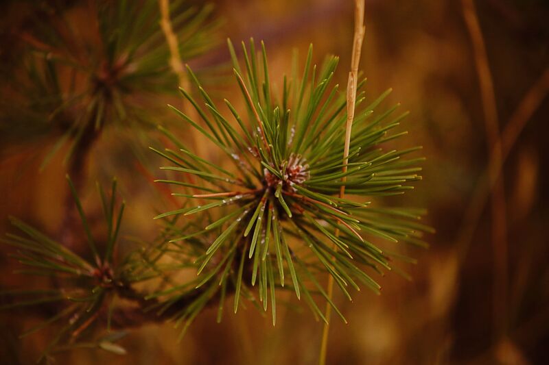 Natural pine flavour