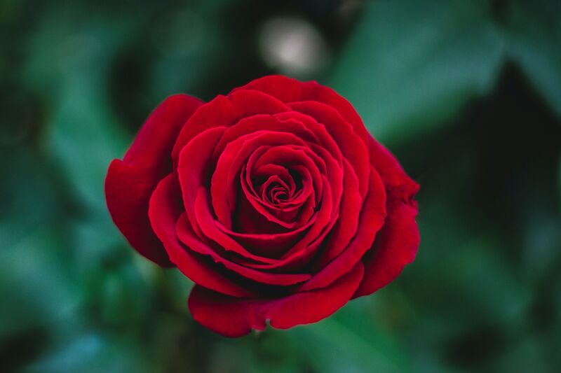Arôme naturel de rose (sans sel)