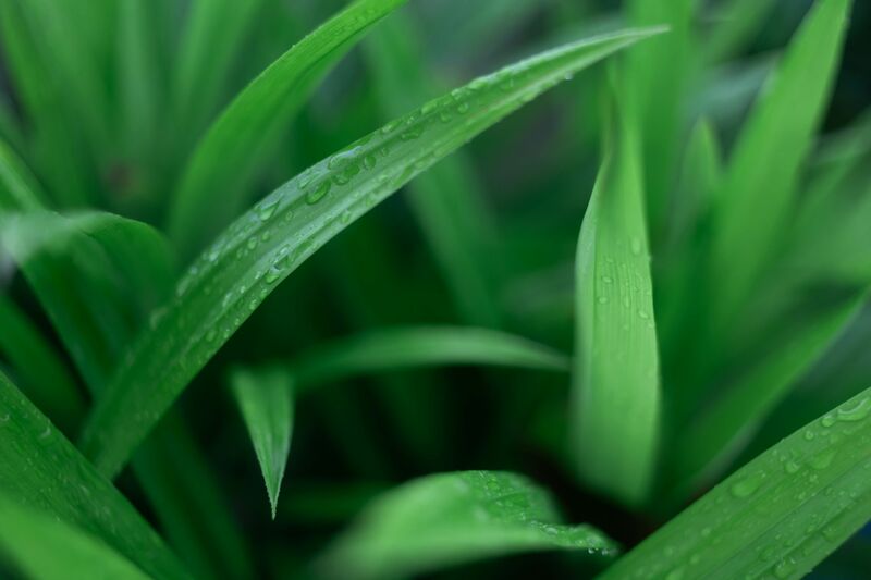 Arôme pandan
