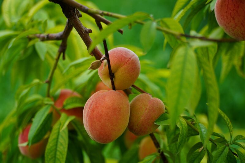Arôme pêche de vigne