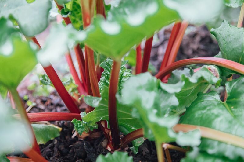 Rhubarb flavour (natural)