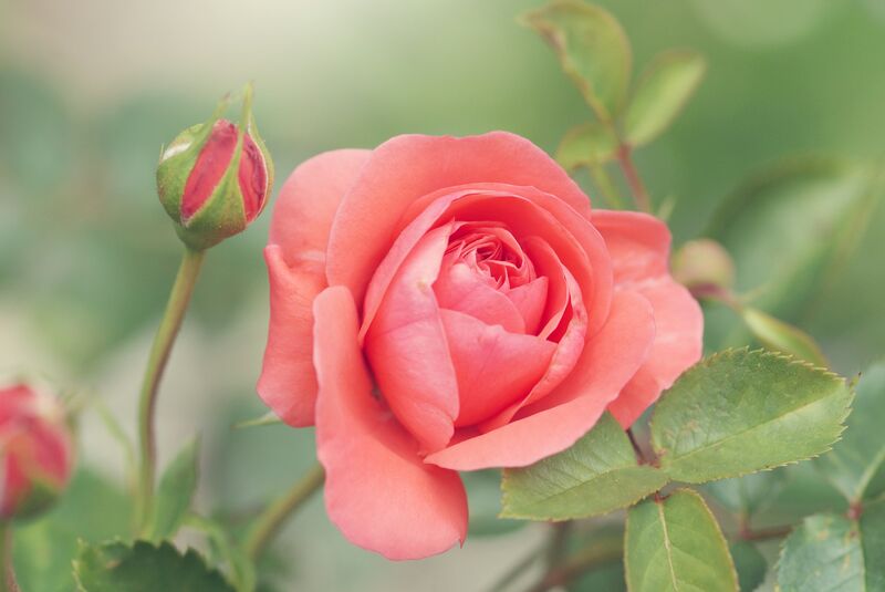 Rose flavour (natural)