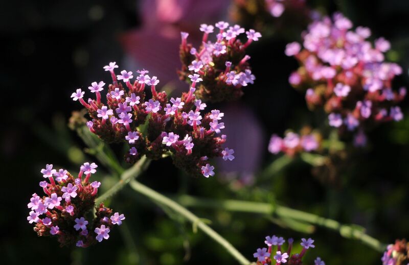 Verbena flavour (natural)