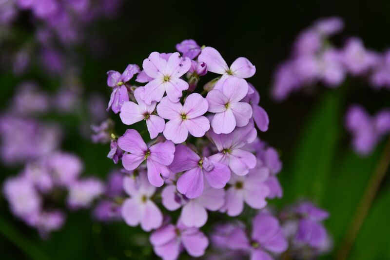 VIOLET FLAVOUR NA