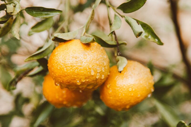 Yuzu flavour (natural)