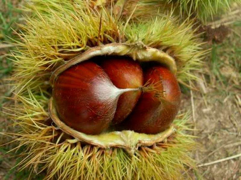 Sweet chestnut powder