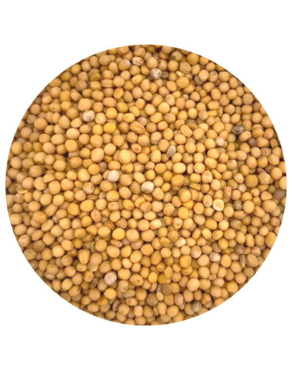 Yellow mustard seeds Alsace