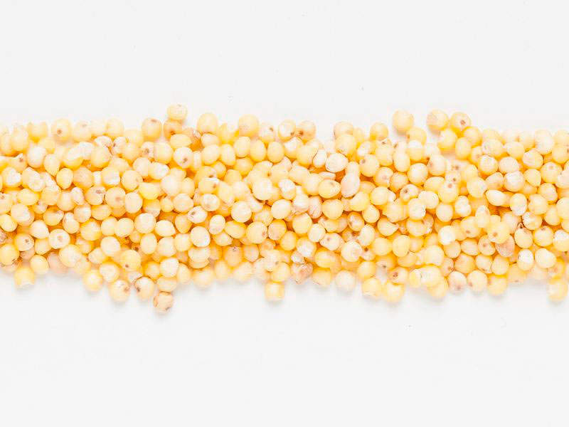 Millet torréfié IR 