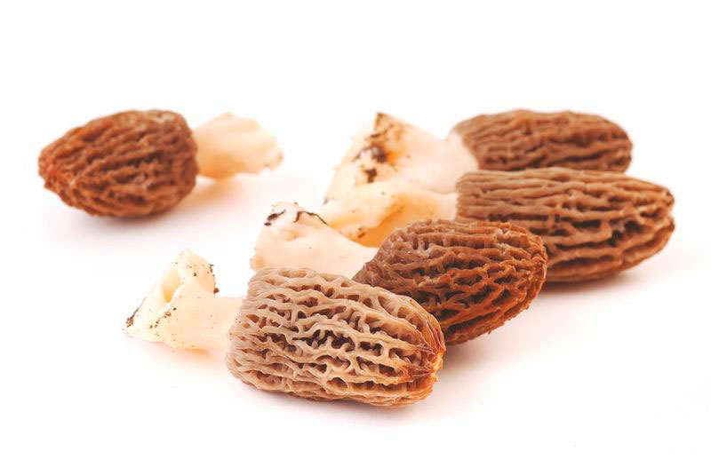 Morilles pieds 0,5-8