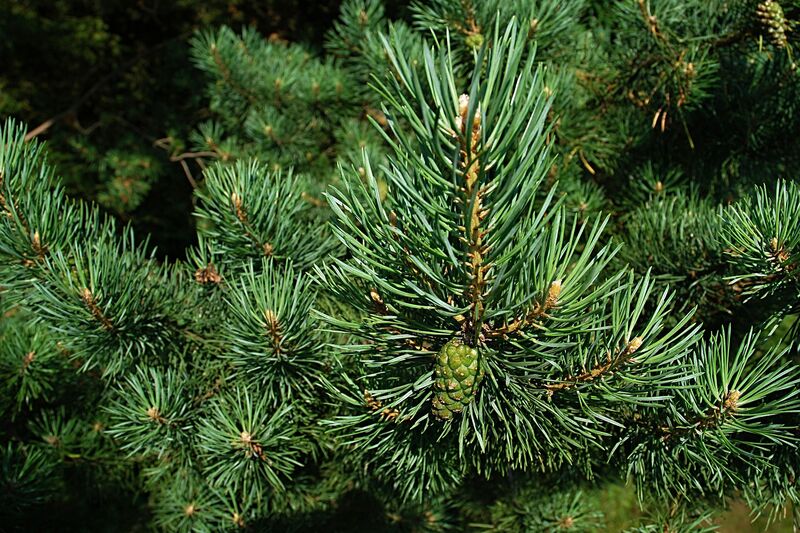 Organic natural pine tree flavouring