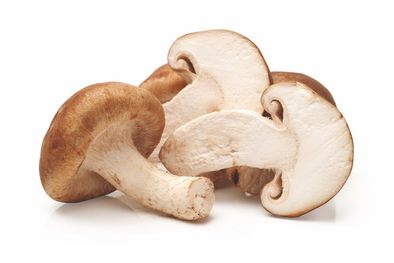 Shiitake poudre BIO