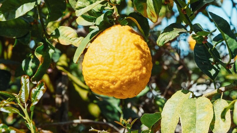 Yuzu granules CVD