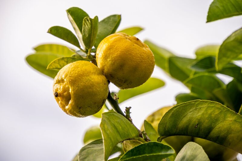 Yuzu powder