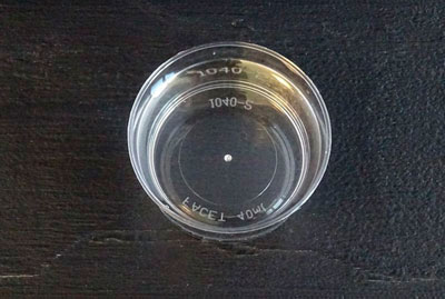 Arôme ananas (naturel)