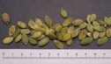 Pumpkin seed