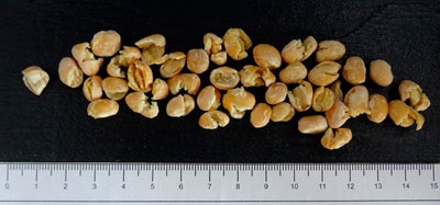 Precooked white beans