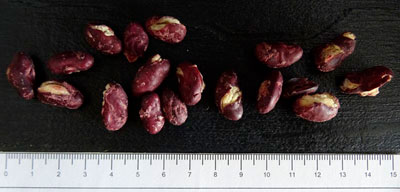 Haricot rouge précuit