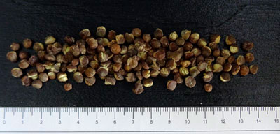 Dehydrated precooked lentils