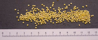 Millet torréfié IR 