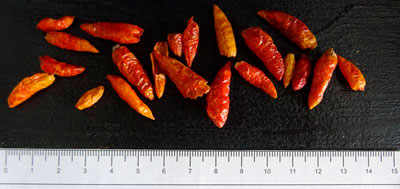 Piment langue d'oiseau TT