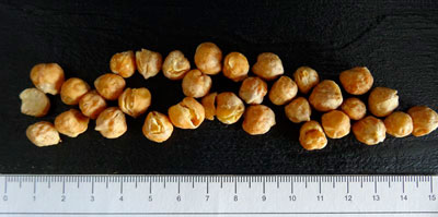 Pois chiche précuit - sac 10 kg