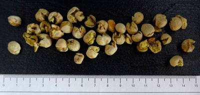 PRE-COOKED WHOLE PEA