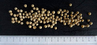 Whole white pepper HT