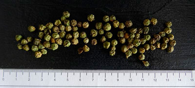 Poivre vert déshydraté