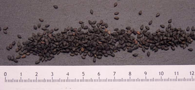 Toasted black sesame