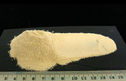 White asparagus powder