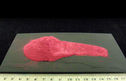 Betterave rouge poudre MP