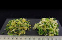 Chou vert flocon