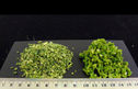 Petit pois 2-4